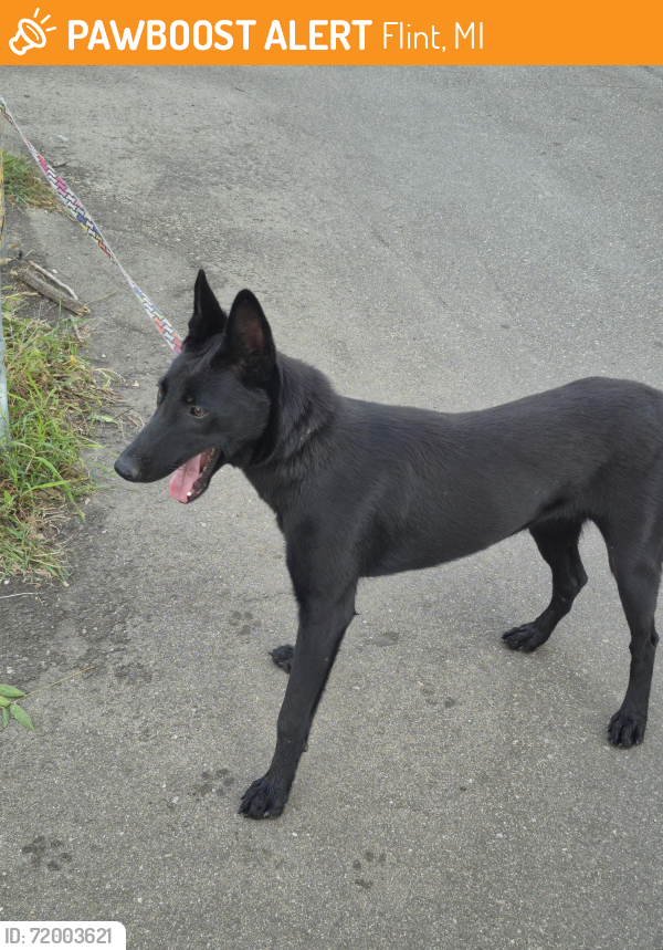 Found/Stray Female Dog last seen Richfield and averill , Flint, MI 48506