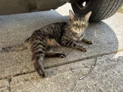 Found/Stray Female Cat last seen Upperridge Dr and old Brice, Canal Winchester, OH 43110