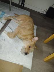 Lost Male Dog last seen Near nw 65th st, Miami, FL 33147