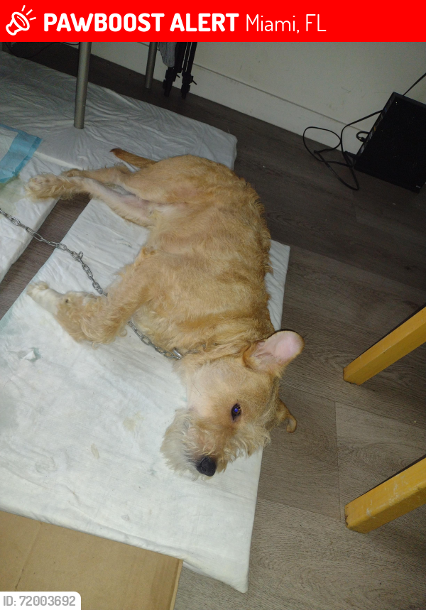 Lost Male Dog last seen Near nw 65th st, Miami, FL 33147