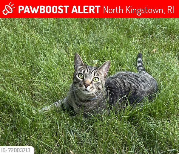 Lost Male Cat last seen West Allenton, North Kingstown, RI 02852