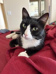 Lost Male Cat last seen Portola, Santa Rosa and Fred Waring, Palm Desert, CA 92260