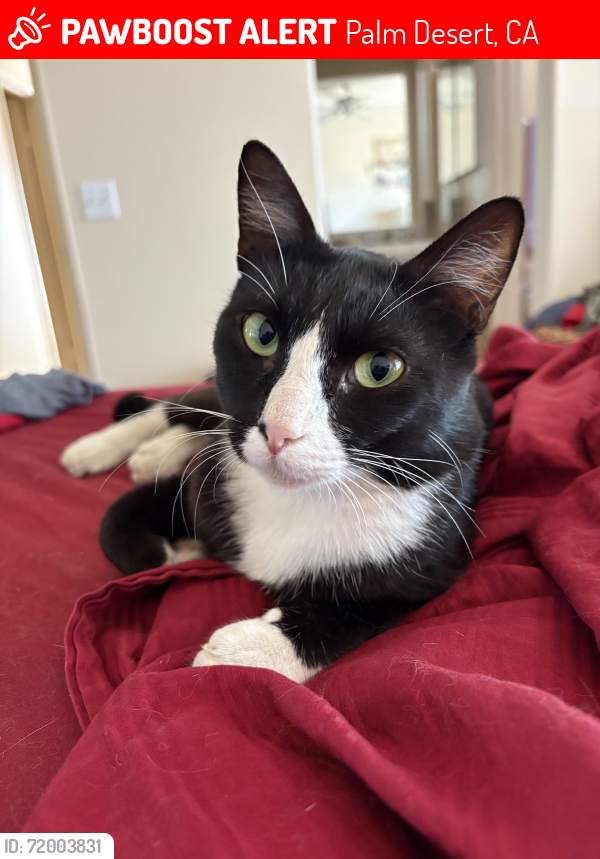 Lost Male Cat last seen Portola, Santa Rosa and Fred Waring, Palm Desert, CA 92260