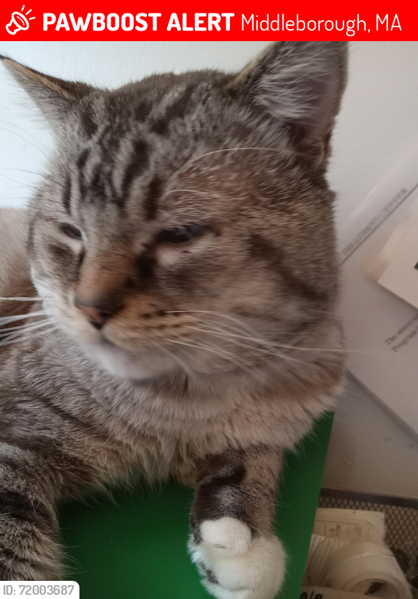 Lost Male Cat last seen Wareham and tispiquin , Middleborough, MA 02346