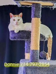 Reunited Male Cat last seen Brookhurst / Alameda , Anaheim, CA 92801