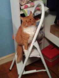 Lost Male Cat last seen German School Road across from Deter Road..betweenj Midlothian Turnpike and Jahnke, Richmond, VA 23225