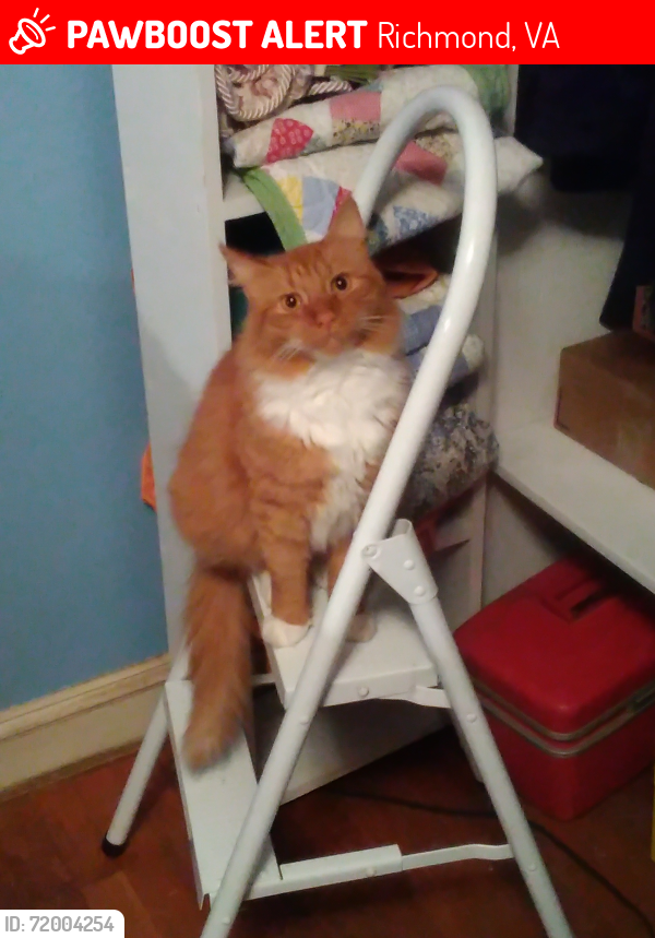 Lost Male Cat last seen German School Road across from Deter Road..betweenj Midlothian Turnpike and Jahnke, Richmond, VA 23225