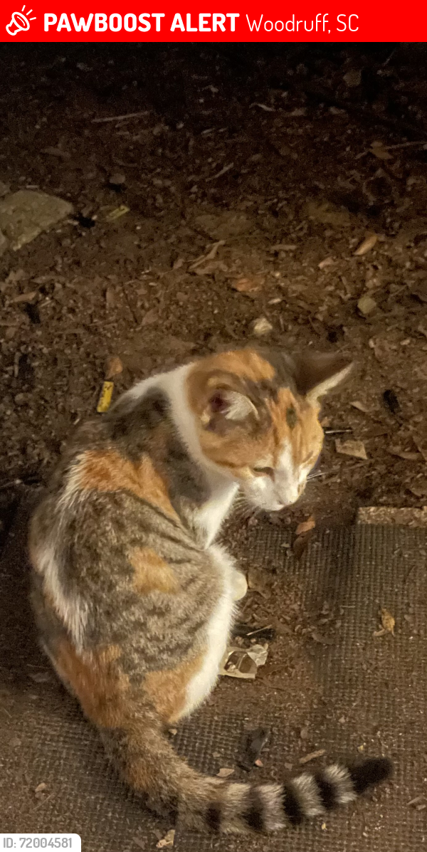 Lost Unknown Cat last seen Woodruff rd, Woodruff, SC 29388
