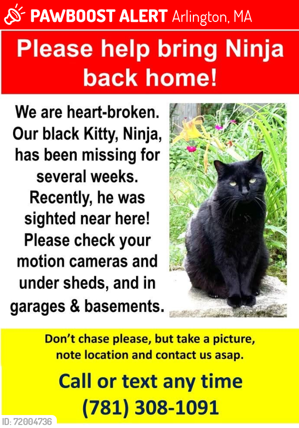 Lost Male Cat last seen Appleton Street, Arlington, MA 02476