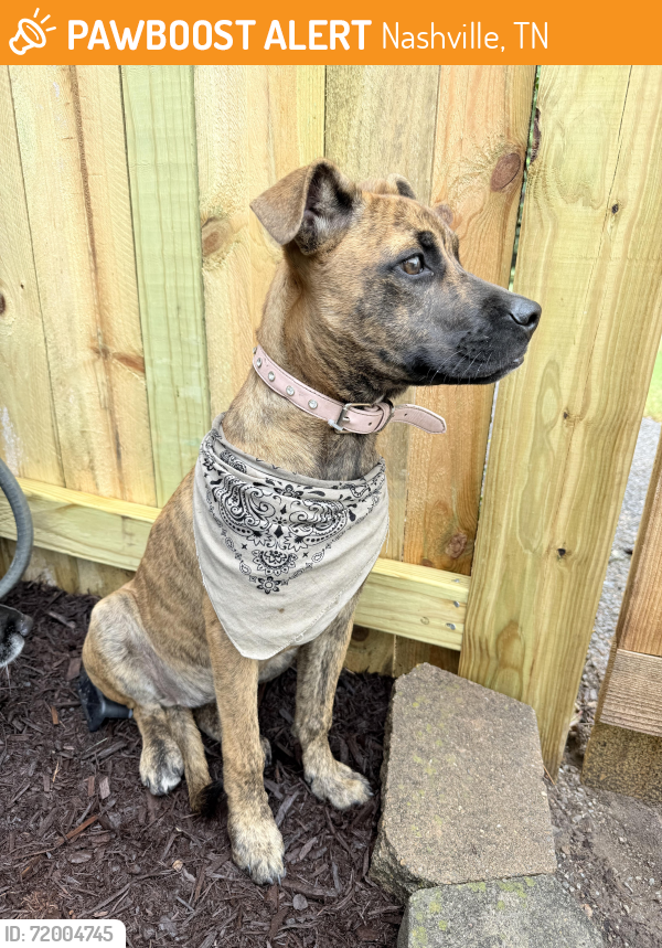 Rehomed Female Dog last seen Woodmont blvd and Thompson lane , Nashville, TN 37204