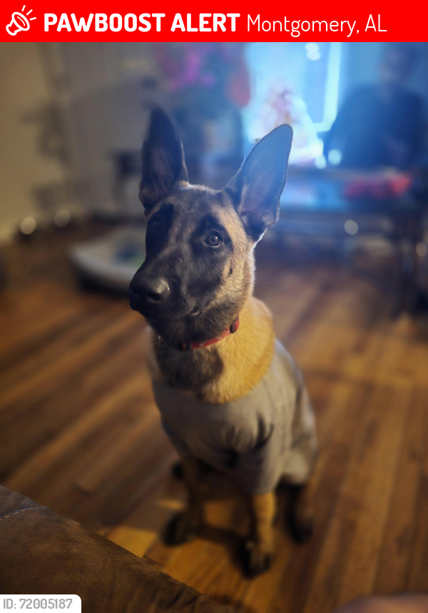Lost Female Dog last seen Atlanta hwy, Montgomery, AL 36109