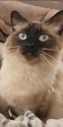 Lost Male Cat last seen Starr Pass and La Cholla, Tucson, AZ 85713