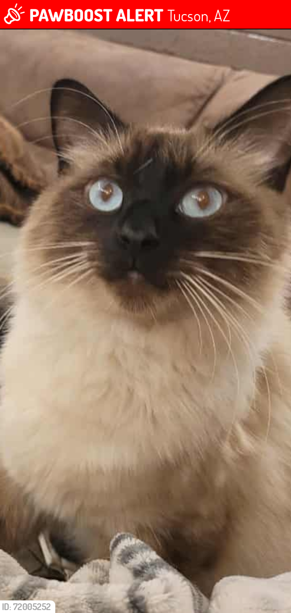 Lost Male Cat last seen Starr Pass and La Cholla, Tucson, AZ 85713