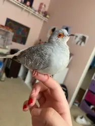 Lost Female Bird last seen Granville and Beach Street, Vancouver, BC V6Z 2M8