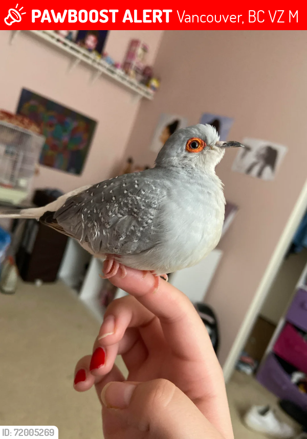 Lost Female Bird last seen Granville and Beach Street, Vancouver, BC V6Z 2M8