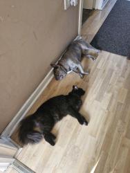 Lost Male Cat last seen adelaide court widnes, Halton, England WA8 7GA