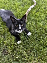 Lost Male Cat last seen 34th Ave. & Webster St., Wheat Ridge, CO 80033