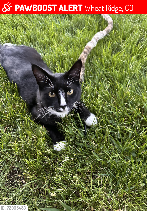 Lost Male Cat last seen 34th Ave. & Webster St., Wheat Ridge, CO 80033