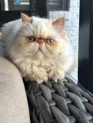 Lost Female Cat last seen Smithville park, Cornelius, NC 28031