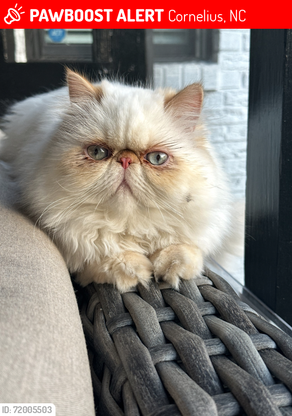 Lost Female Cat last seen Smithville park, Cornelius, NC 28031