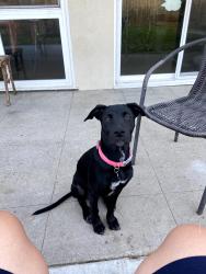 Lost Female Dog last seen Whiterock Dr. La Mirada, La Mirada, CA 90638