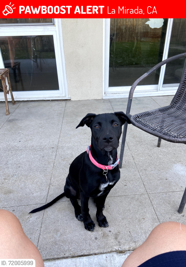 Lost Female Dog last seen Whiterock Dr. La Mirada, La Mirada, CA 90638