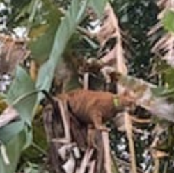 Lost Female Cat last seen Redlynch Village Green, Redlynch, QLD 4870