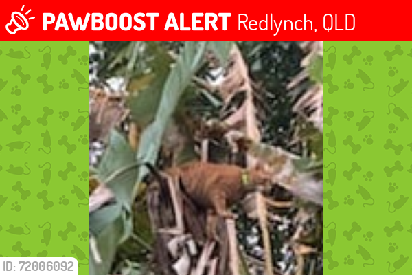 Lost Female Cat last seen Redlynch Village Green, Redlynch, QLD 4870
