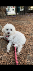 Lost Female Dog last seen North river rd, Oceanside, CA 92054