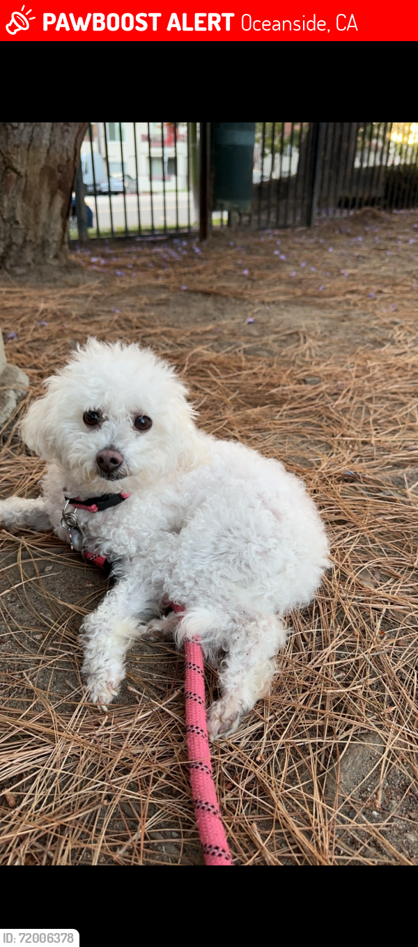 Lost Female Dog last seen North river rd, Oceanside, CA 92054