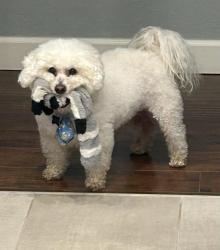 Lost Male Dog last seen 36th & Mueller, Bethany, OK 73008