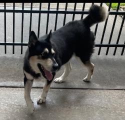 Found/Stray Female Dog last seen Mason Rd lakes of Fairhaven , Cypress, TX 77433