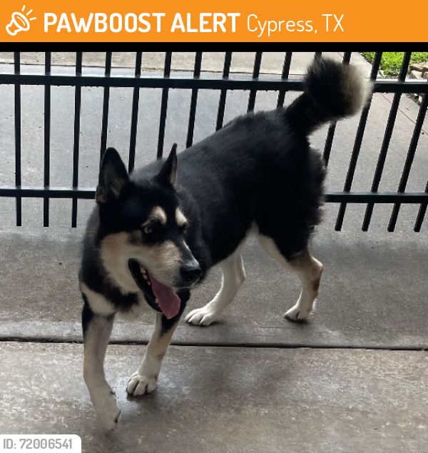 Found/Stray Female Dog last seen Mason Rd lakes of Fairhaven , Cypress, TX 77433
