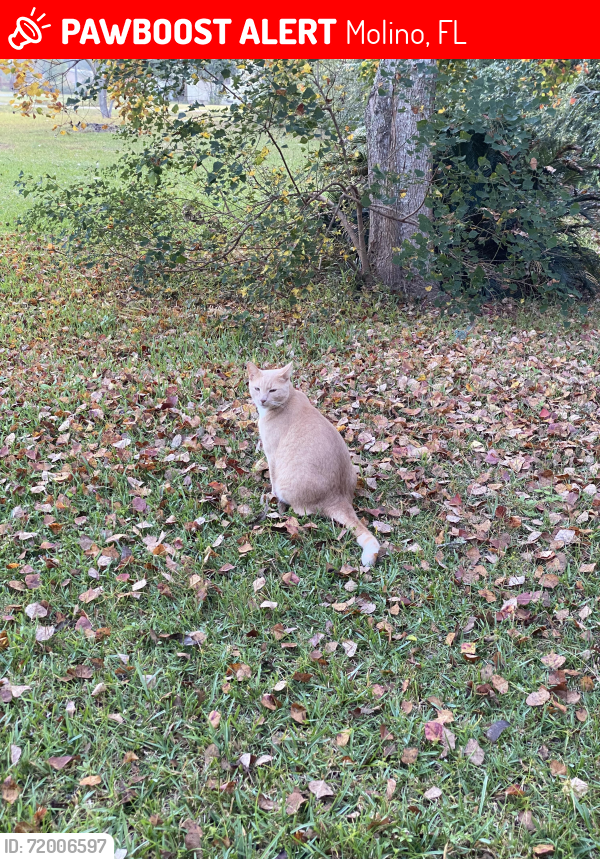 Lost Male Cat last seen Kemala Avenue and Highway 95a, Molino, FL 32577