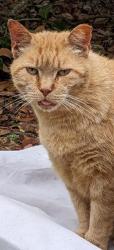 Lost Female Cat last seen Torredge Road, Snow Hill Road, Goodwin Road, Treyburn, Durham, NC 27712