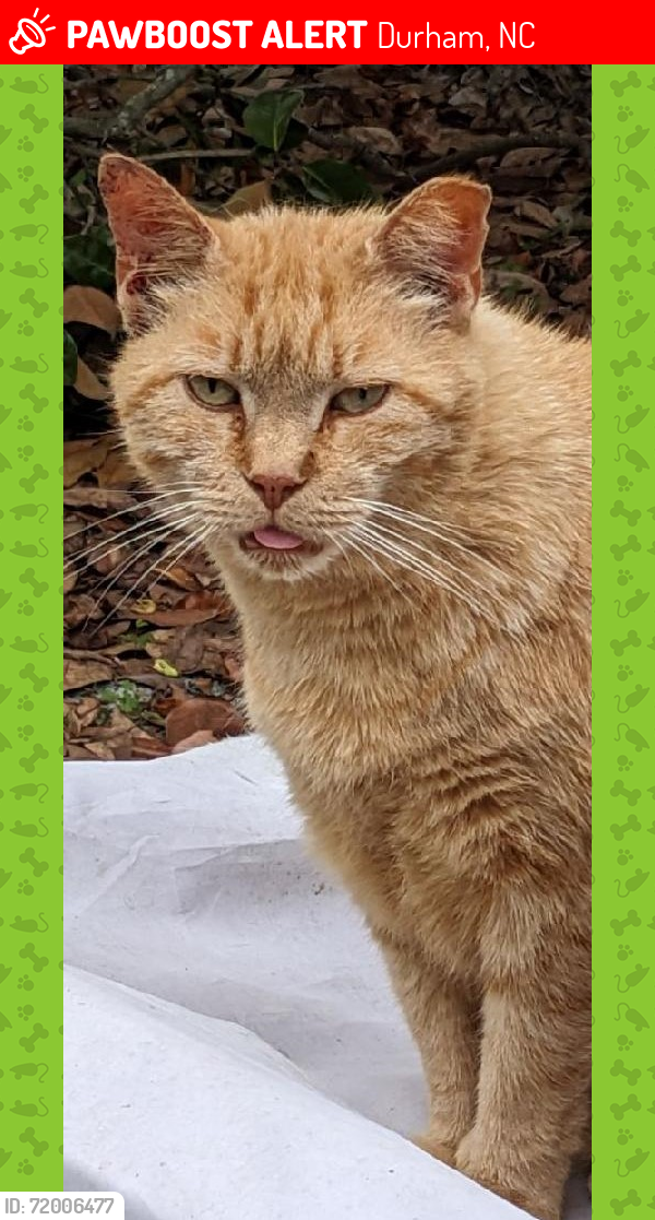 Lost Female Cat last seen Torredge Road, Snow Hill Road, Goodwin Road, Treyburn, Durham, NC 27712