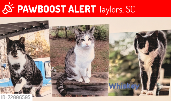 Lost Male Cat last seen Piedmont Ave, Williams St, Taylors, SC 29687