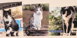 Lost Male Cat last seen Piedmont Ave, Williams St, Taylors, SC 29687