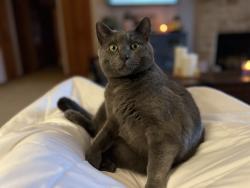 Lost Male Cat last seen N Sunnyslope Dr & Spring Street, Mount Pleasant, WI 53406