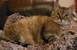 Lost Female Cat last seen Maxwell Ave. and Kingsland Ave., Oakland, CA 94619