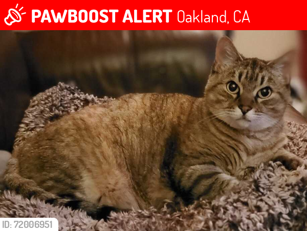 Lost Female Cat last seen Maxwell Ave. and Kingsland Ave., Oakland, CA 94619
