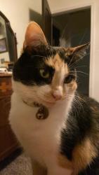 Lost Female Cat last seen Climbing Gardens Court and Ladera Creek Trace , Conroe, TX 77301