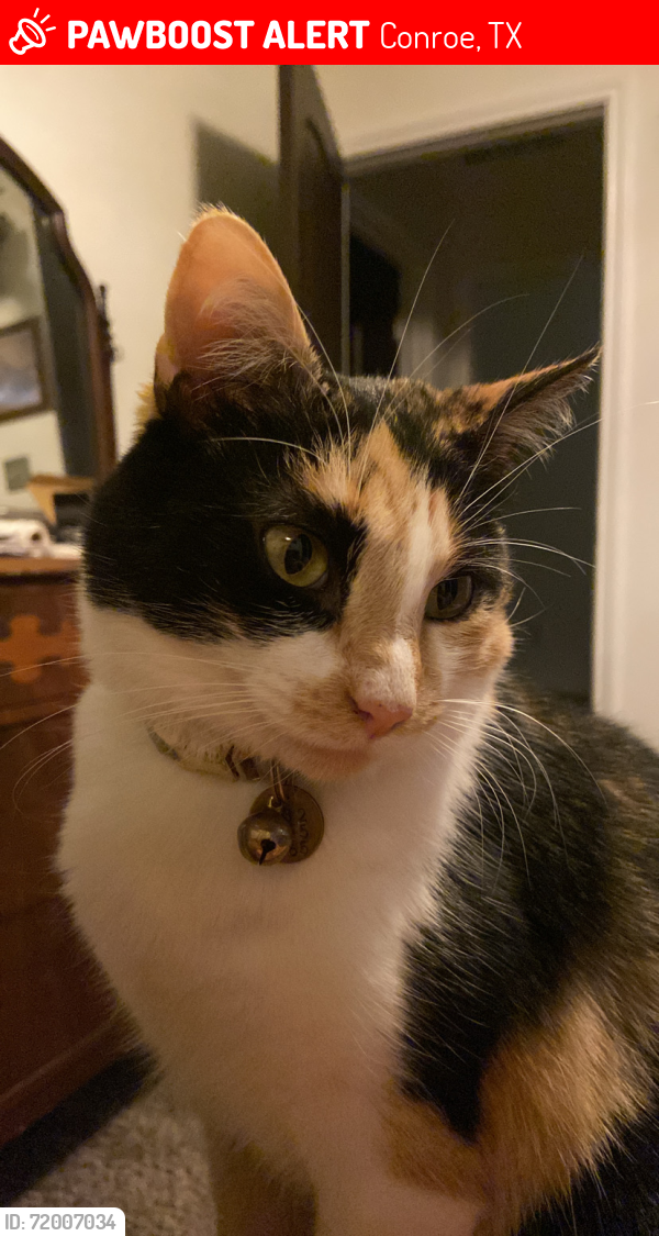 Lost Female Cat last seen Climbing Gardens Court and Ladera Creek Trace , Conroe, TX 77301