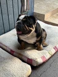 Lost Male Dog last seen Rhoades rd, San Diego, CA 92139