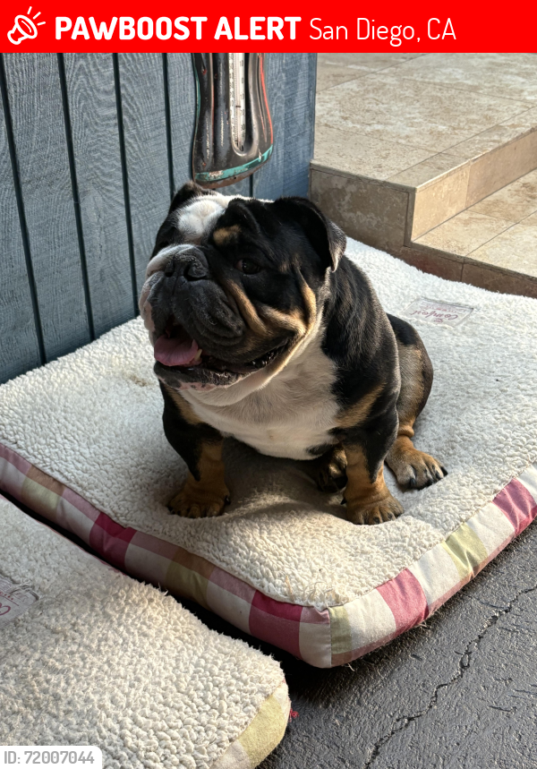 Lost Male Dog last seen Rhoades rd, San Diego, CA 92139