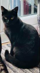 Lost Female Cat last seen Threshfield Drive, Timperley, England 
