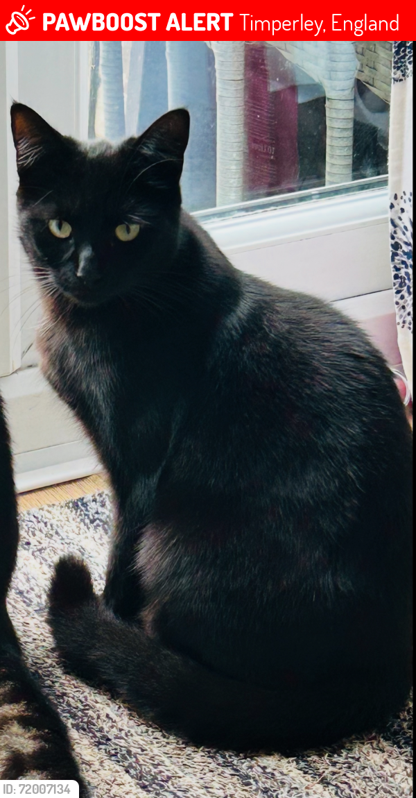 Lost Female Cat last seen Threshfield Drive, Timperley, England 