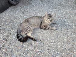 Lost Male Cat last seen Mayfair Park, San Jose, CA 95116