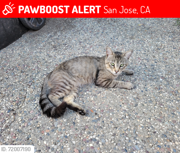 Lost Male Cat last seen Mayfair Park, San Jose, CA 95116