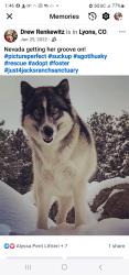 Lost Female Dog last seen Pikes Peak Animal Shelter, Colorado Springs, CO 80903
